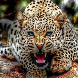jaguarlongclaw avatar